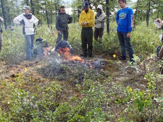 Small twigs and leaf litter were used to create a low severity fire on this plot. 