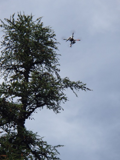 A view of the helicopter above the trees showing the unique perch it can attain.