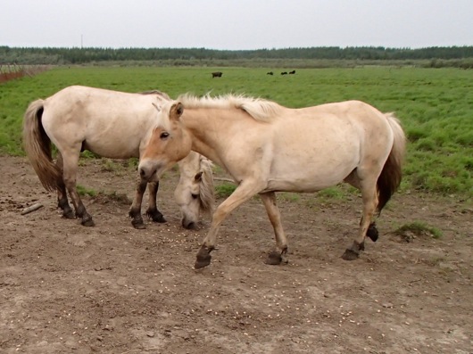 Wild horses getting a dietary supplement. 