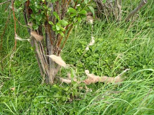 Incredibly soft musk oxen fur left behind in the willows.