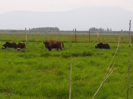 Musk oxen and a bison at Pleistocene Park. 