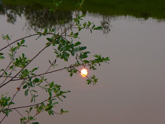 A reflection of the late day sun on the tributary near Pleistocene Park.