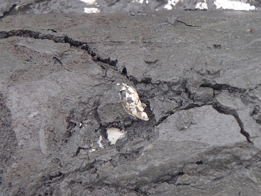 The spiral shell found in the permafrost core between 7 to 8 meters down.