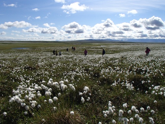 cotton grass