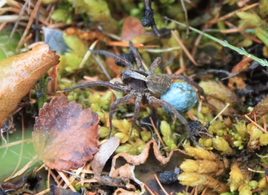 Lindsey Parkinson took this amazing photo of a spider