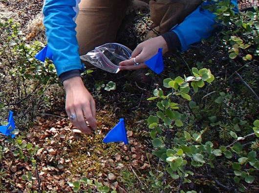 Brandi Jo takes a moss sample