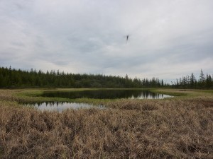 Lila Lake 
