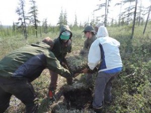 The moving crew transporting an unearthed lichen plug to its new home.