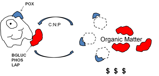 A diagram depicting microbial enzyme activity associated with more biolabile organic matter. 