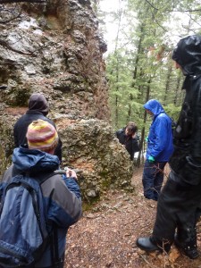 Limestone lichens in Missoula, MT