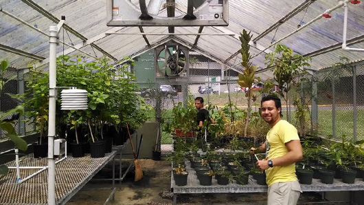 At the Botanic Garden of the University of Puerto Rico. Growing endemic plants in a greenhouse for a Wetland Restoration Project at Cataño, PR.