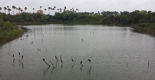 Oxbow lake, or resaca, at the U Texas Brownsville campus.