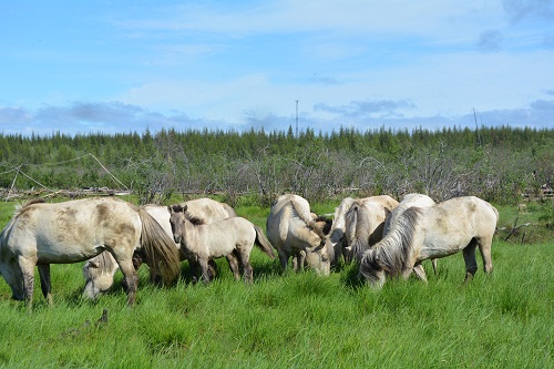 Here, a heard of wild horses grazes and tramples their way across Pleistocene Park.