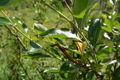 This shrub was browsed by either a Musk ox or Bison.