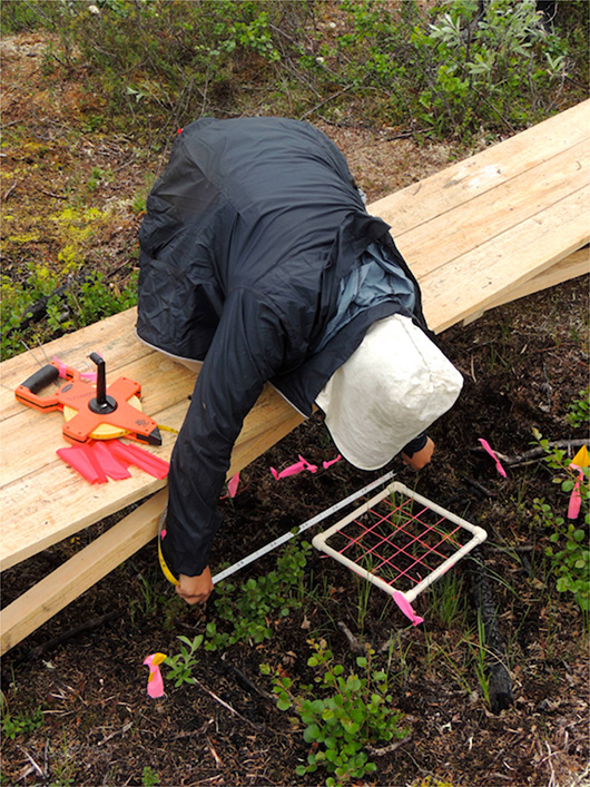 Erika using the point-frame to find biomass.