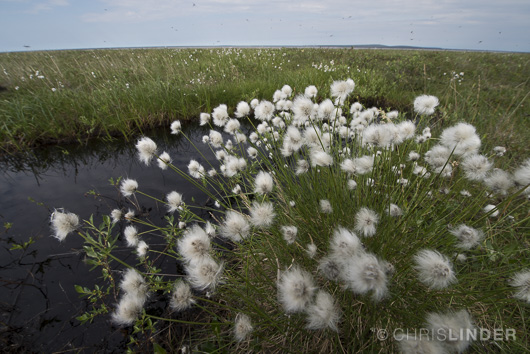 The tussock.