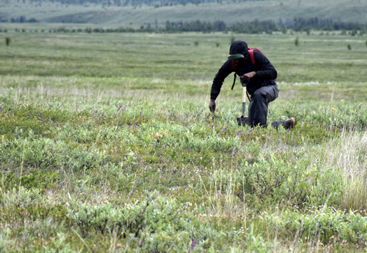 Digging the tundra. © John Schade