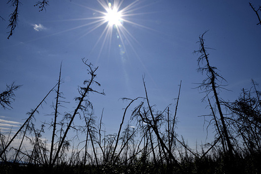 The sun shines over the charred remains of larch trees. © John Schade