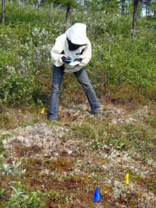 Dr. Sue Natali makes a final survey of the experimental burn plots.