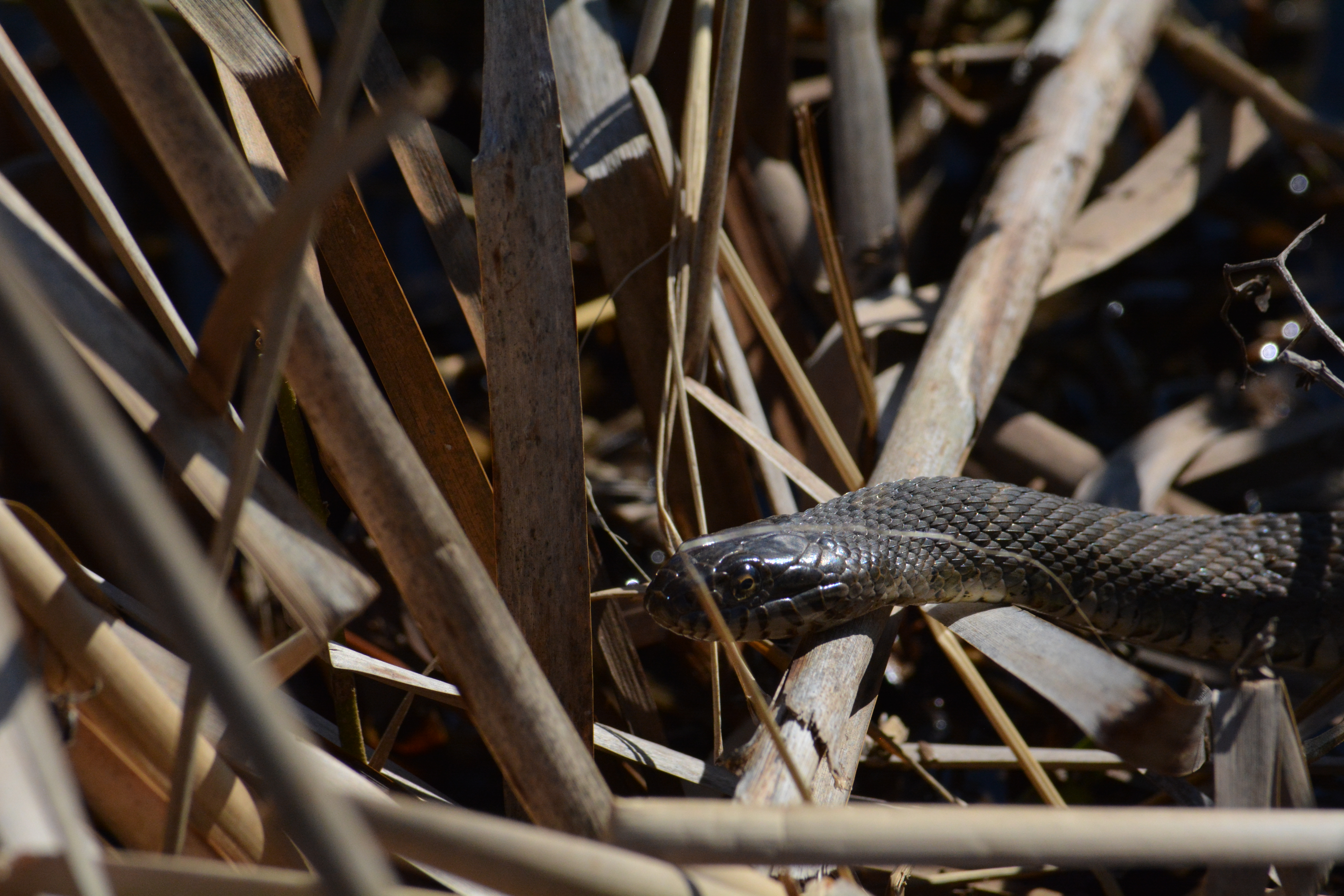A northern water snake by Lake Ontario