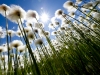 The sun shines behind a stand of arctic cottongrass (Eriophorum callitrix) in Northeastern Siberia.