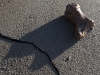 Ancient remains litter the beach.