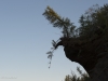 A larch tree hangs off the edge of the permafrost exposure.