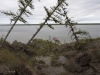 The barge on the Kolyma is framed by trees falling over the riverbank's crumbling edge.