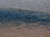 Eroding permafrost soil colors the water brown as it is leeched into the Kolyma River in the Siberian Arctic.