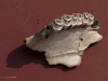 Ancient jawbone from Pleistocene megafauna.