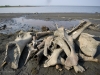 The spoils from a few hours of bone-hunting on the beach.