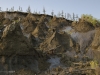 Ice wedges and baydzerakhs (mounds of thawing Pleistocene permafrost soils) at the riverbank exposure of Duvannyi Yar on the Kolyma River.