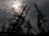 As the permafrost soil thaws and turns to mud, larch trees lose their support and topple.