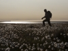 Hiking through cotton-grass on the tundra.