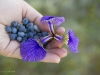 Blueberries and iris just north of the treeline.