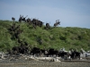 A herd of reindeer on the shore of the Arctic Ocean.