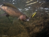 An arctic grayling in the Sukharnaya River.