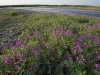 Arctic river beaty along the shores of the Sukharnaya River.