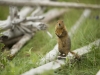 Ground squirrel near the fishermen's camp.